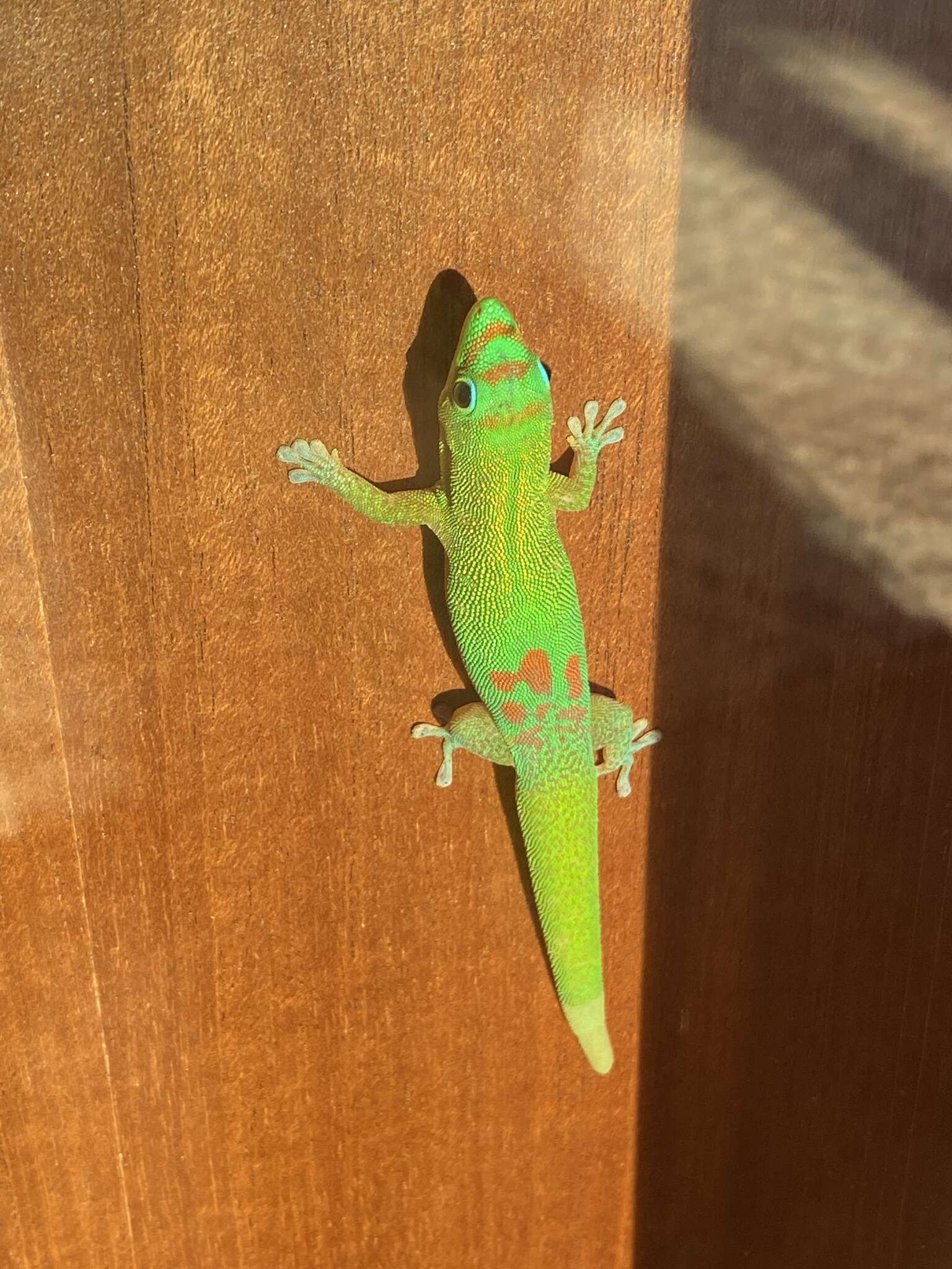 Image of gold dust day gecko