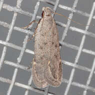 Image of Anacampsis comparanda Meyrick 1929