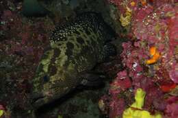 Image of Camouflage Grouper