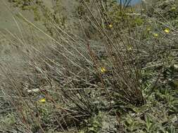 Image of Muehlenbeckia ephedroides Hook. fil.