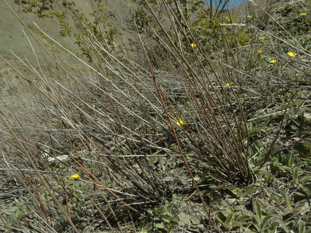 Image of Muehlenbeckia ephedroides Hook. fil.