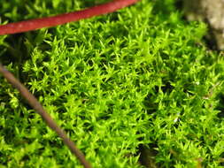 Image of Pseudocrossidium hornschuchianum Zander 1979