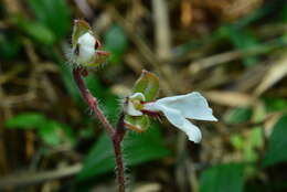 Image of Odontochilus elwesii C. B. Clarke ex Hook. fil.