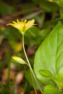 Lysimachia nemorum L. resmi