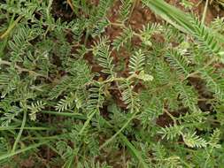 Imagem de Indigofera daleoides var. daleoides