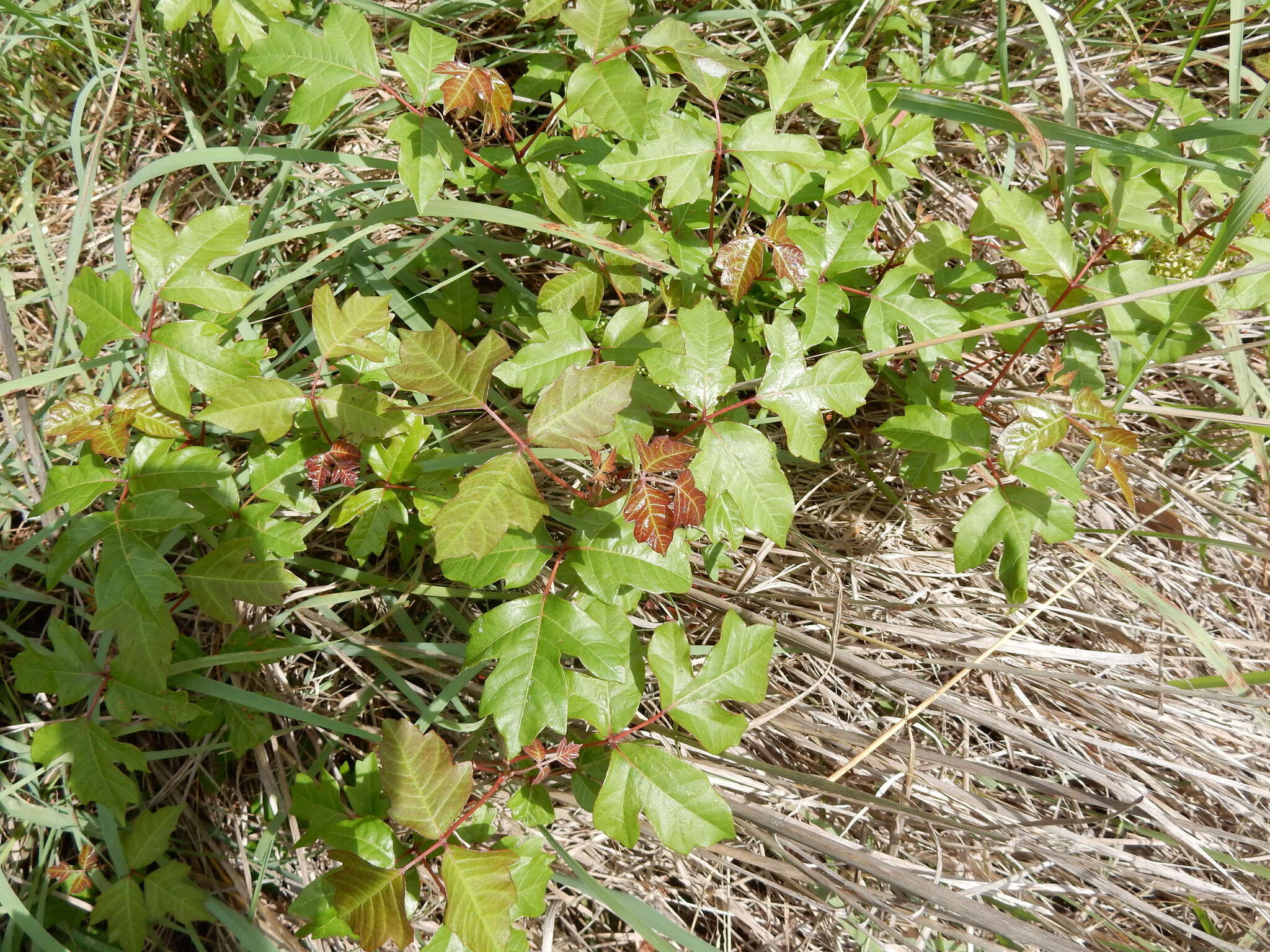 Image of eastern poison ivy