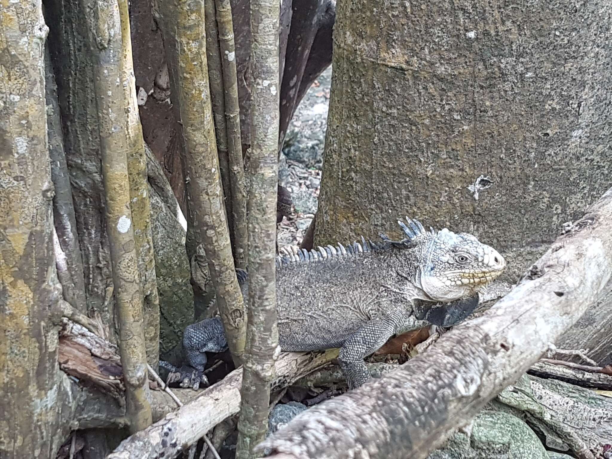 Image of West Indian Iguana