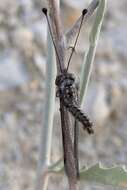 Sivun Bubopsis agrionoides (Rambur 1838) kuva