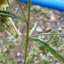 Image of Artemisia sieversiana Ehrh. ex Willd.