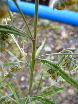 Слика од Artemisia sieversiana Ehrh. ex Willd.