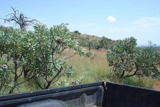 Image of Protea caffra subsp. caffra