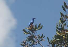 Image de Cotinga cordon-bleu