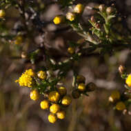 Imagem de Marasmodes polycephalus DC.