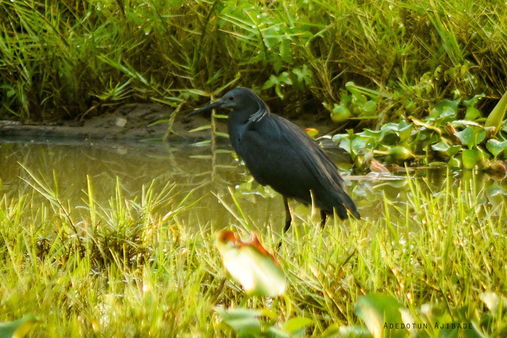 Image of Black Egret