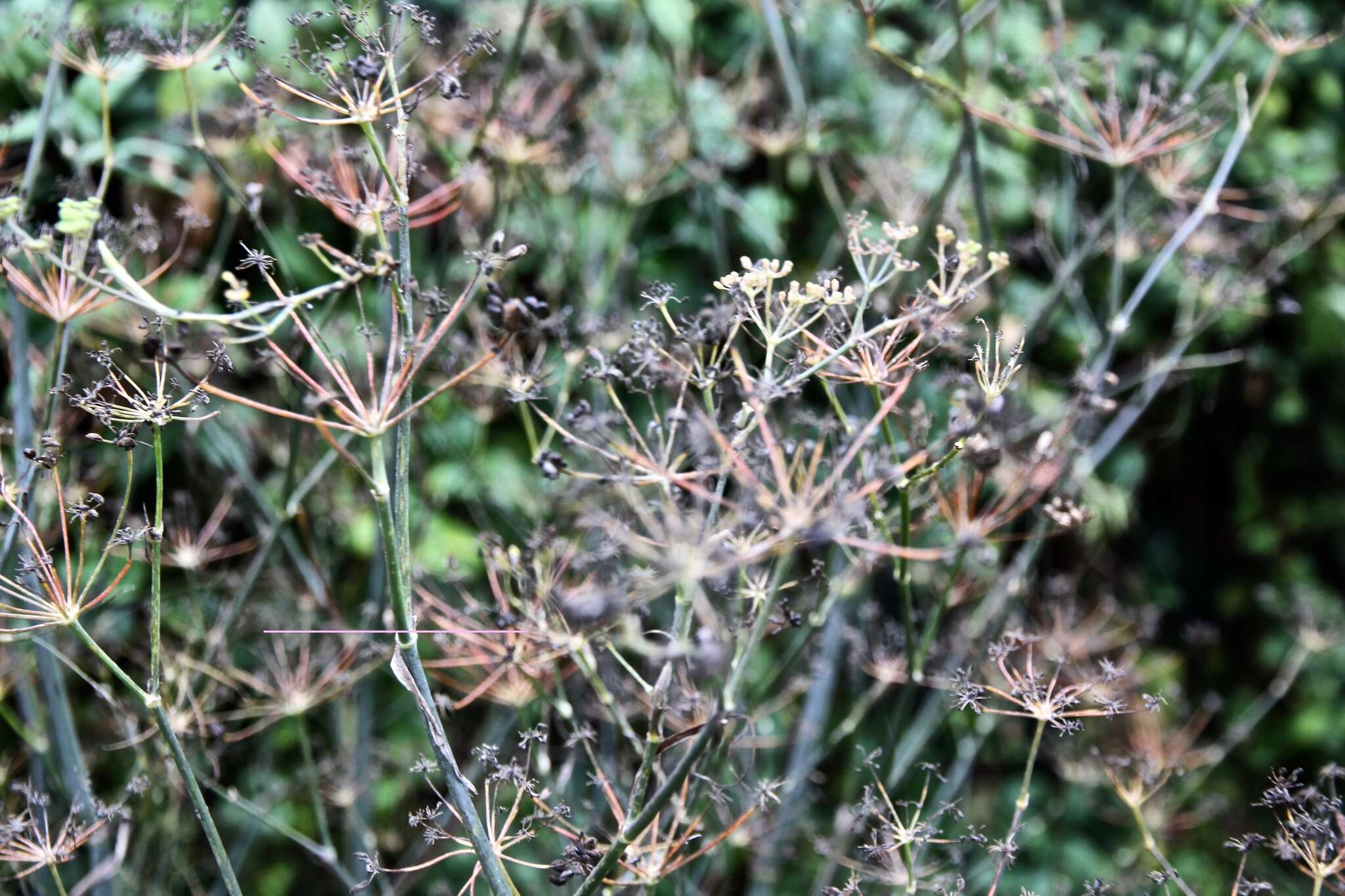 Image of Foeniculum vulgare var. dulce (Mill.) Cout.