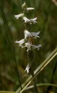 Image of Reclusive lady's tresses