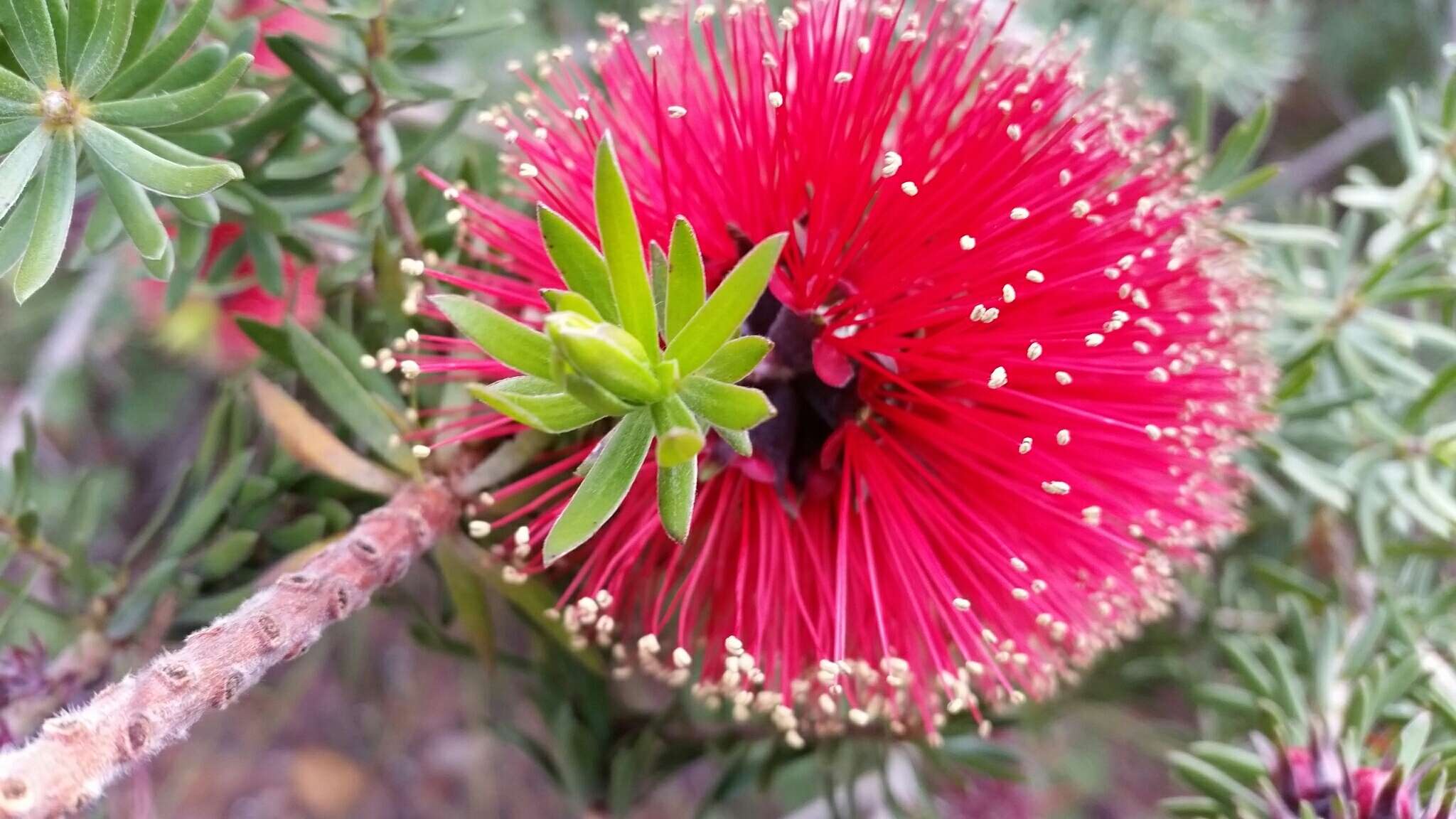 Imagem de Kunzea baxteri (Klotzsch) Schauer