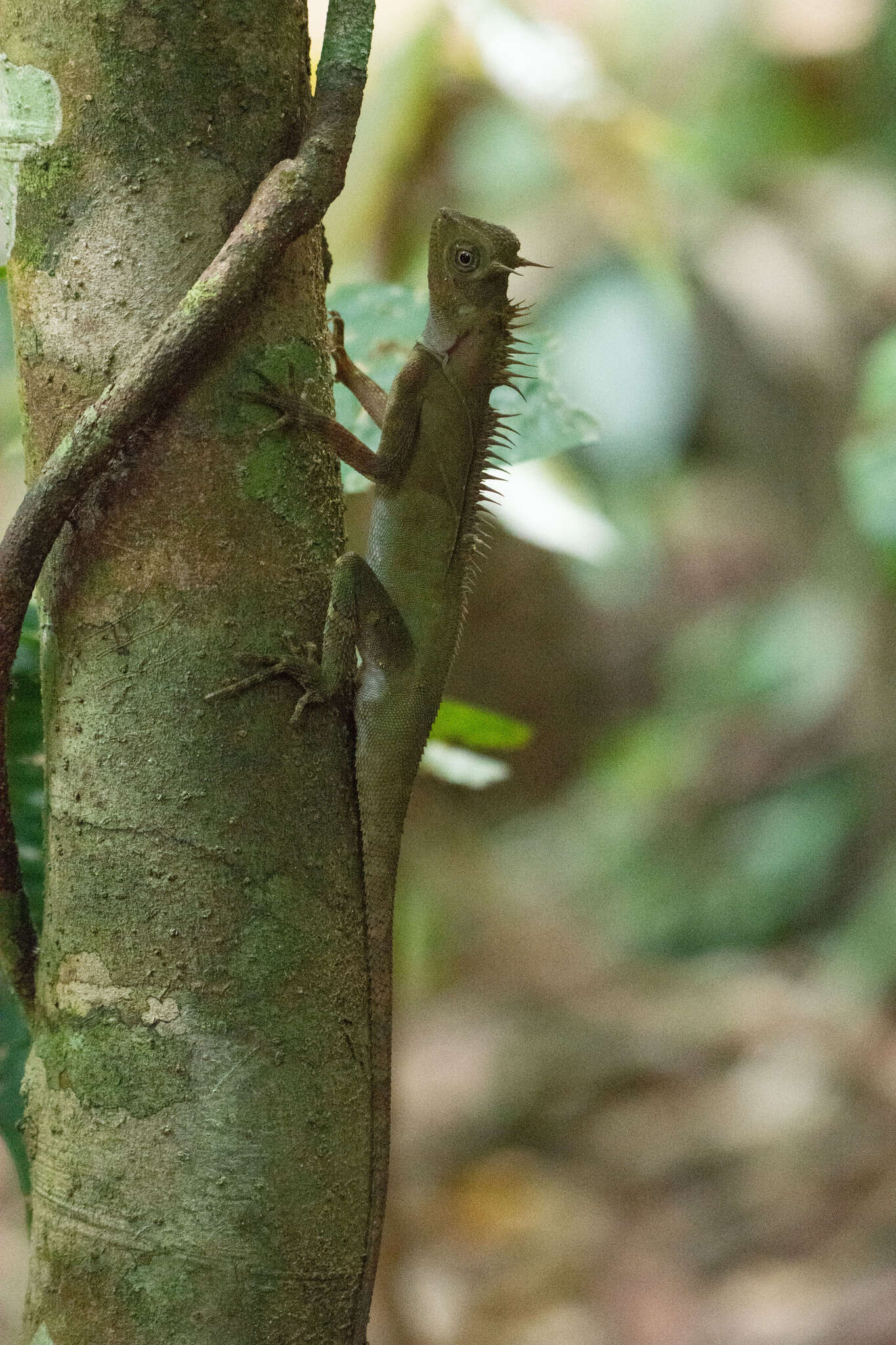 Imagem de Acanthosaura armata (Gray 1827)