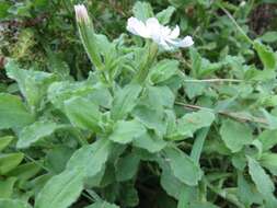 Imagem de Silene undulata subsp. undulata