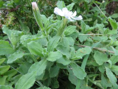 Image of Silene undulata subsp. undulata