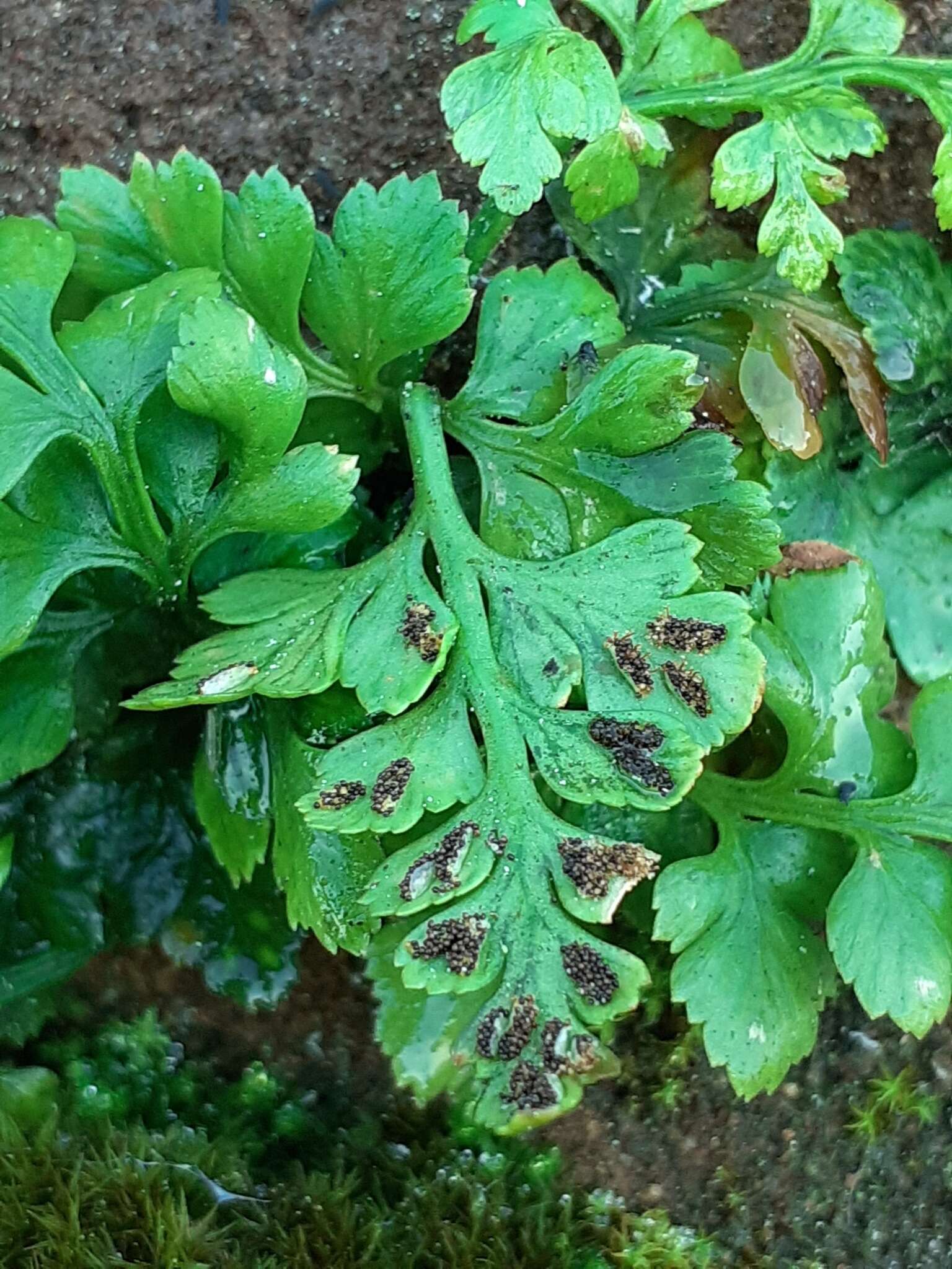 深山鐵角蕨的圖片