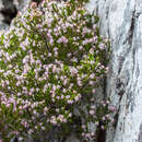 Erica ericoides (L.) E. G. H. Oliver resmi