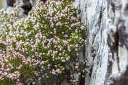 Image of Honey blaeria