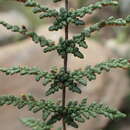 Image of Cheilanthes induta Kunze