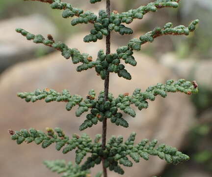 Plancia ëd Cheilanthes induta Kunze