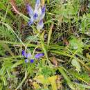 Image of Gentiana decumbens L. fil.