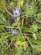 صورة Gentiana decumbens L. fil.