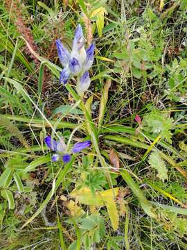 Image of Gentiana decumbens L. fil.