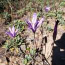 Image of Brodiaea sierrae R. E. Preston