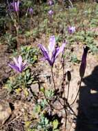 Sivun Brodiaea sierrae R. E. Preston kuva