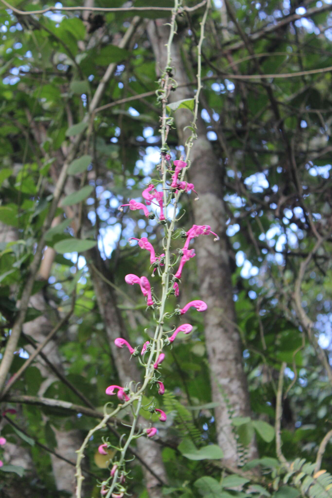 Image of Centropogon urubambae E. Wimm.