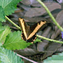 Image of Papilio andraemon andraemon