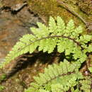 Слика од Athyrium tripinnatum Tag.