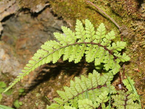 Image of Athyrium tripinnatum Tag.