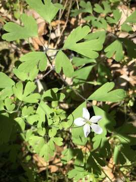 Image of western false rue anemone