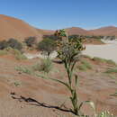 Image of Hexacyrtis dickiana Dinter