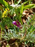Image of Vicia monantha subsp. biflora (Desf.) Maire