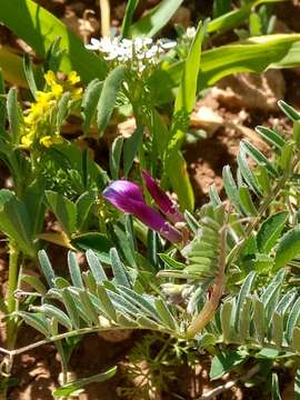 Imagem de Vicia monantha subsp. biflora (Desf.) Maire