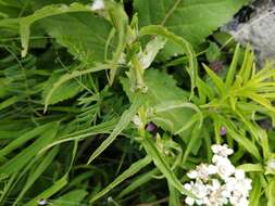 Sivun Achillea biserrata M. Bieb. kuva