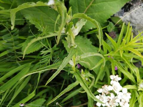 Image of Achillea biserrata M. Bieb.