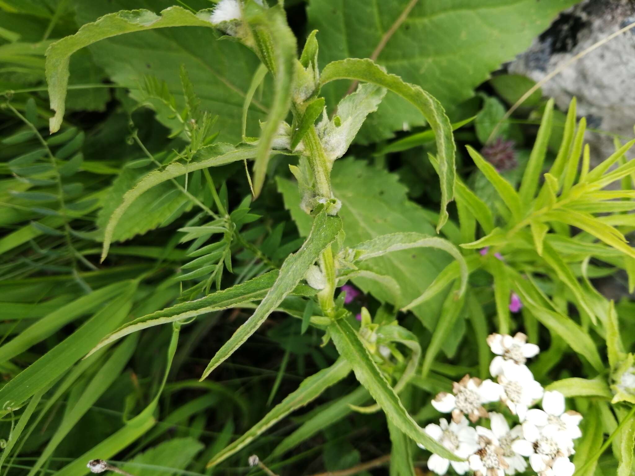 Image of Achillea biserrata M. Bieb.