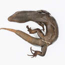 Image of Falla's Skink