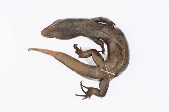 Image of Falla's Skink