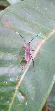 Image of Thranius bimaculatus Pascoe 1859