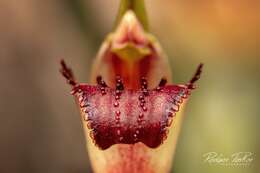 Image of Red-lipped spider orchid