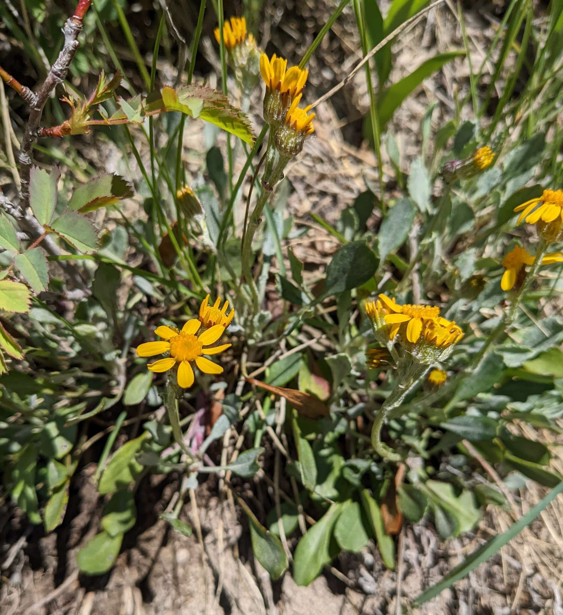 Image of hoary groundsel